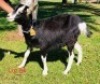 1 X BRITISH ALPHINE EWE/OOI GELUKSFONTEIN