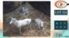 4X BLESBOKKE M:4 (Per Piece to take the lot/Per stuk om lot te neem)