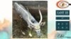 1X NYALA M:1