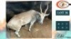 1X ELAND M:1