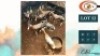 7X BLESBOKKE V/F:7 (Per Piece to take the lot/Per stuk om lot te neem)