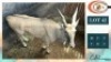1X ELAND M:1