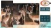 4X ROOIBOKKE M:4 (Per Piece to take the lot/Per stuk om lot te neem)