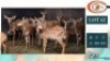12+4X NYALA M:2 V/F:10+4 (Per Piece to take the lot/Per stuk om lot te neem)