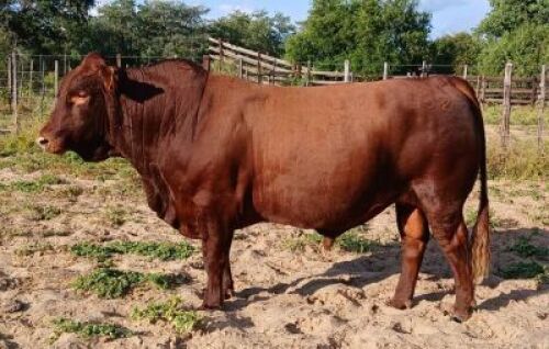 1X BONSMARA BULL PC Bonsmaras