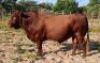 1X BONSMARA BULL PC Bonsmaras