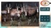 8X BLESBOKKE V/F:8 (Per Piece to take the lot/Per stuk om lot te neem)