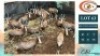 15X BLESBOKKE M:15 (Per Piece to take the lot/Per stuk om lot te neem)