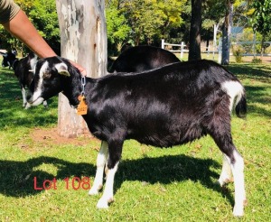 1 X BRITISH ALPINE EWE/OOI GELUKSFONTEIN