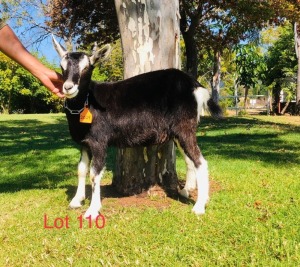 1 X BRITISH ALPINE EWE/OOI GELUKSFONTEIN