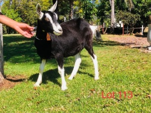 1 X BRITISH ALPINE EWE/OOI GELUKSFONTEIN