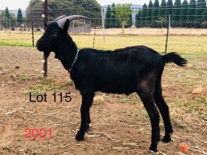 1 X BLACK MILK GOATS RAM GELUKSFONTEIN