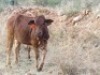 1+1X BORAN KOEI/COW 3:1 - 2