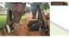 1X Hammer mill Lofdal (See Description for Details)