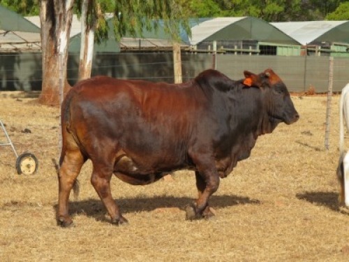 1X BORAN KOEI/COW