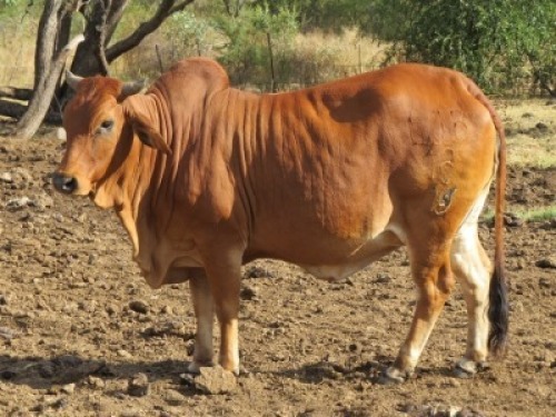1X BORAN KOEI/COW
