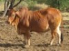 1X BORAN KOEI/COW