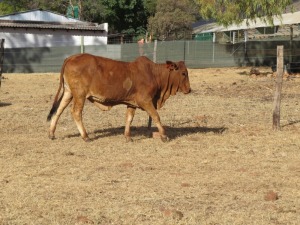 1X BORAN VERS/HEIFER