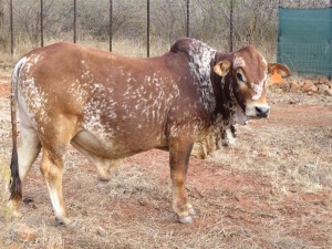 1X BORAN BUL/BULL