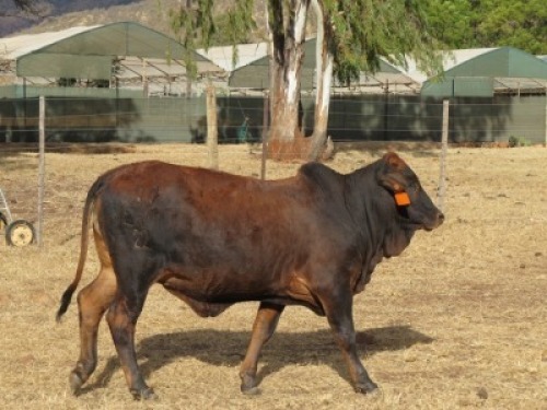 1X BORAN VERS/HEIFER