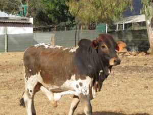 1X BORAN BUL/BULL