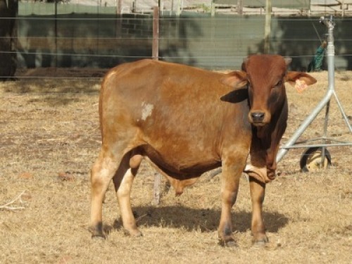 1X BORAN BUL/BULL