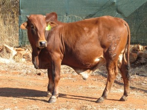 1X BORAN BUL/BULL