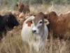 1X BORAN VERS/HEIFER