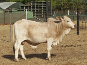 1X BORAN BUL/BULL