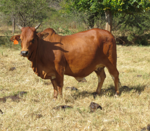 1X BORAN KOEI/COW