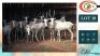 12X WIT BLESBOKKE V/F:12 (Per Piece to take the lot/Per stuk om lot te neem)
