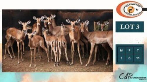 13X ROOIBOKKE M:3 V/F:10 (Per Piece to take the lot/Per stuk om lot te neem)