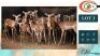 13X ROOIBOKKE M:3 V/F:10 (Per Piece to take the lot/Per stuk om lot te neem)