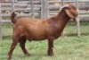 1 X KALAHARI RED BUCK WIGGILL KALAHARI RED HERD - 3
