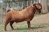 1 X KALAHARI RED BUCK WIGGILL KALAHARI RED HERD - 3