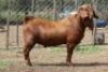 1 X KALAHARI RED BUCK WIGGILL KALAHARI RED HERD - 4