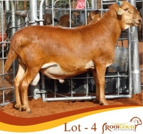 1X MEATMASTER RAM Rooigoud Meatmasters