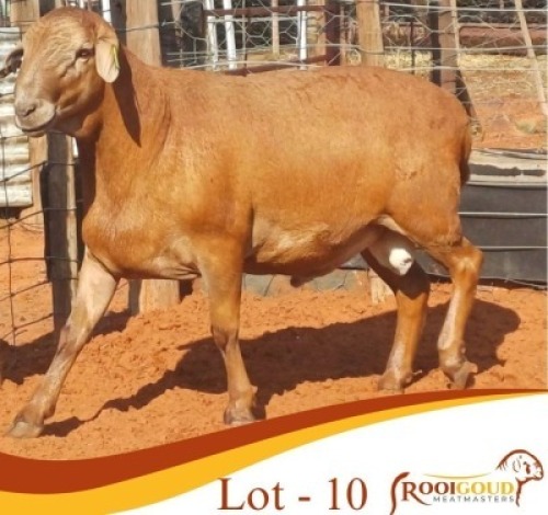1X MEATMASTER RAM Rooigoud Meatmasters
