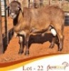 1X MEATMASTER RAM Rooigoud Meatmasters