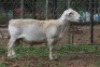 1 X WIT DORPER RAM - 2