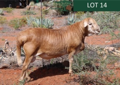 1X MEATMASTER RAM Rhus Lancea
