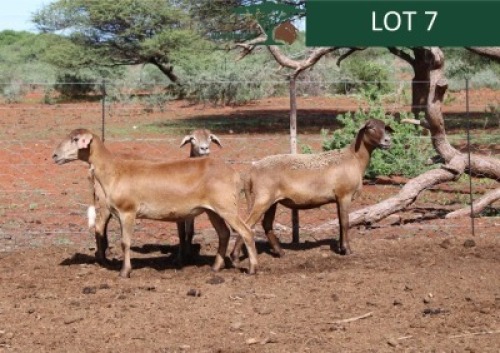 LOT 7 3X MEATMASTER EWE Rhus Lancea (Per animal to take the lot)
