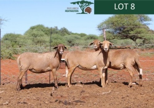 LOT 8 3X MEATMASTER EWE Rhus Lancea (Per animal to take the lot)