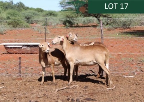 LOT 17 3X MEATMASTER EWE Rhus Lancea (Per animal to take the lot)