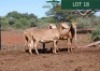 LOT 18 3X MEATMASTER EWE Rhus Lancea (Per animal to take the lot)