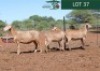 LOT 37 3X MEATMASTER EWE Rhus Lancea (Per animal to take the lot)