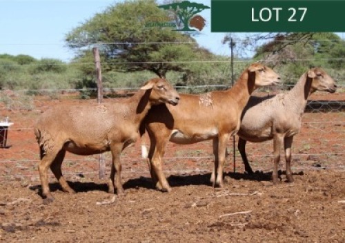 LOT 27 3X MEATMASTER EWE Rhus Lancea (Per animal to take the lot)