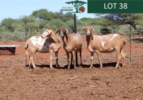 LOT 38 3X MEATMASTER EWE Rhus Lancea (Per animal to take the lot)