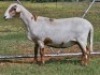 LOT 3 1X MEATMASTER EWE D2 Meatmasters