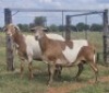 LOT 29 2X MEATMASTER EWE D2 Meatmasters (Per animal to take the lot)